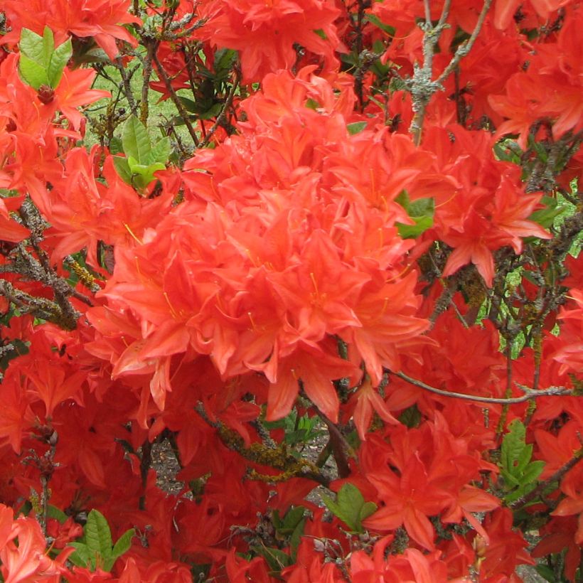 Sommergrüne Azalee Koster's Brilliant Red - Azalea mollis (Flowering)