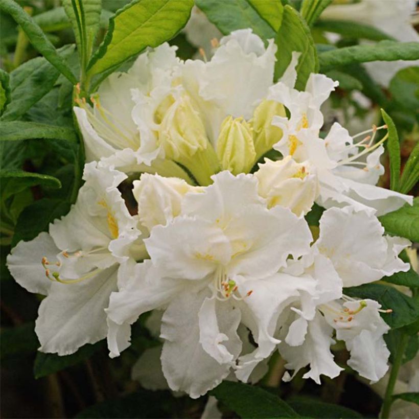 Sommergrüne Azalee White Frills - Azalea mollis (Blüte)