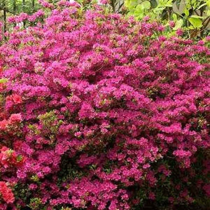 Japanische Azalee Amoena - Azalea (Wuchs)