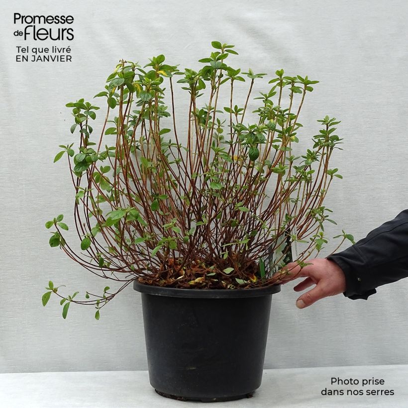 Exemplar von Azalea obtusum Palestrina - Japanische Azalee Topf mit 12L/15L wie im Winter geliefert