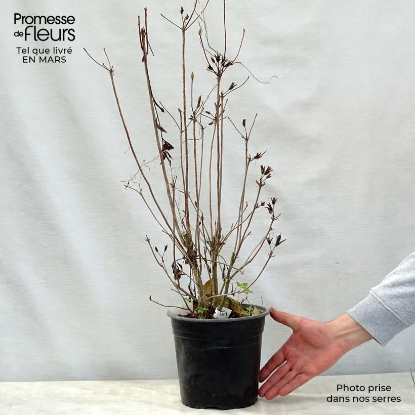 Exemplar von Sommergrüne Azalee Satan - Azalea mollis Topf mit 4L/5L wie im Frühjahr geliefert