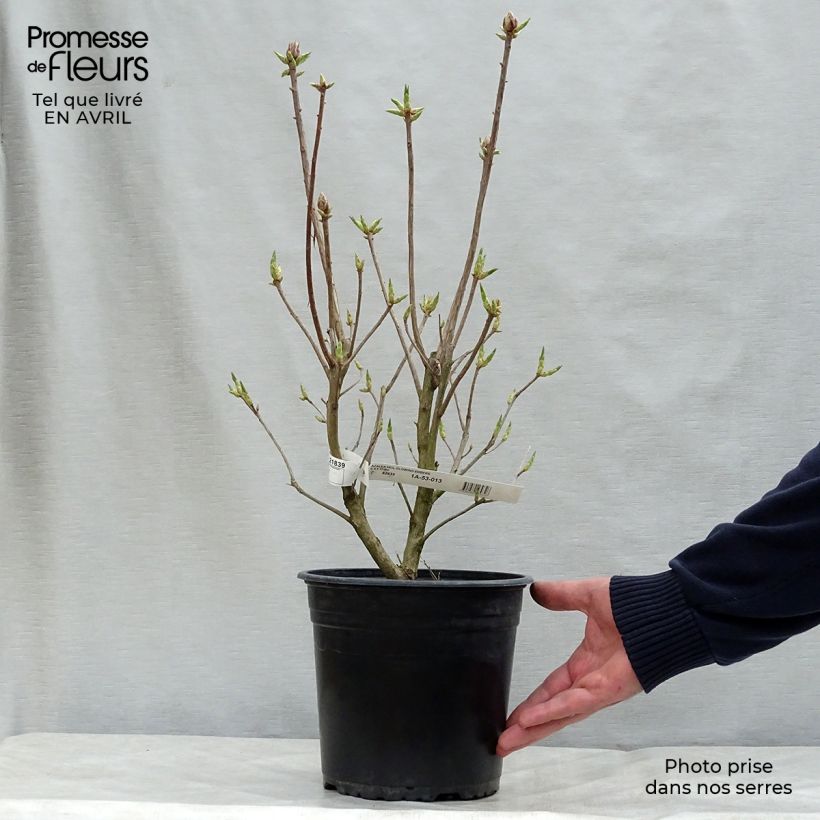 Example of Sommergrüne Azalee Glowing Embers - Azalea mollis Topf mit 4L/5L as you get in printemps