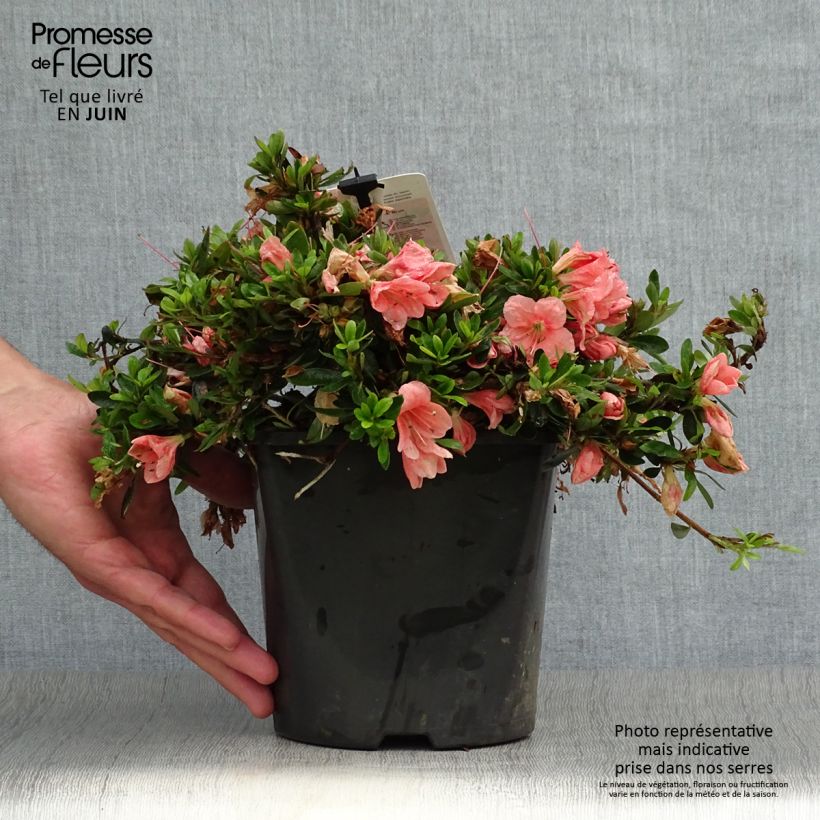 Exemplar von Japanische Azalee Pink Cascade - Azalea nakaharae Topf mit 2L/3L wie im Sommer geliefert