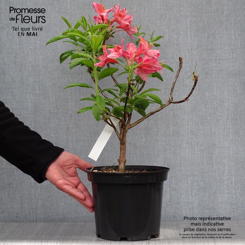 Exemplar von Sommergrüne Azalee Demoiselles de Boutiguery Aurora - Azalea mollis Topf mit 4L/5L wie im Frühjahr geliefert