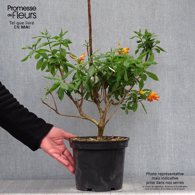 Exemplar von Sommergrüne Azalee Demoiselles de Boutiguery Idylla - Azalea mollis Topf mit 4L/5L wie im Frühjahr geliefert