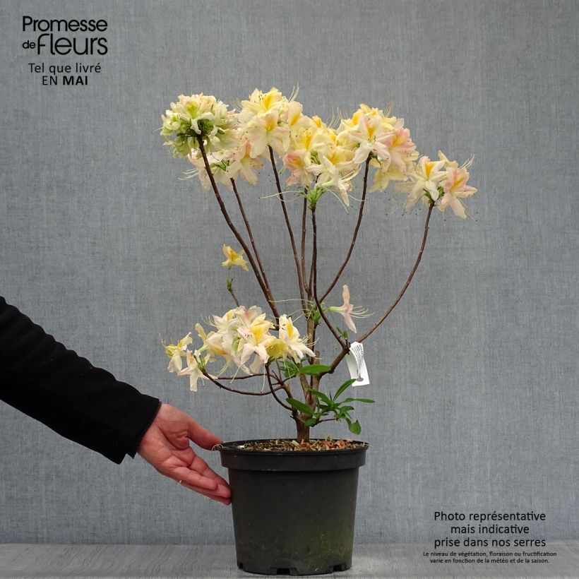 Exemplar von Sommergrüne Azalee Demoiselles de Boutiguery Nella - Azalea mollis Topf mit 4L/5L wie im Frühjahr geliefert