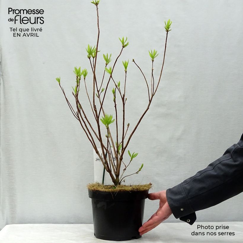 Example of Sommergrüne Azalee Harvest Moon - Azalea mollis Topf mit 4L/5L as you get in printemps