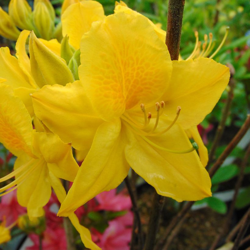 Japanische Azalee Lingot d'Or - Azalea (Blüte)