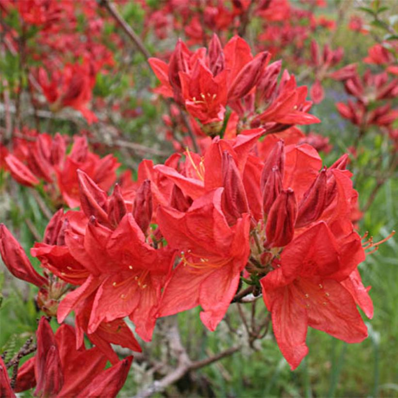 Sommergrüne Azalee Peter Koster - Azalea mollis (Blüte)