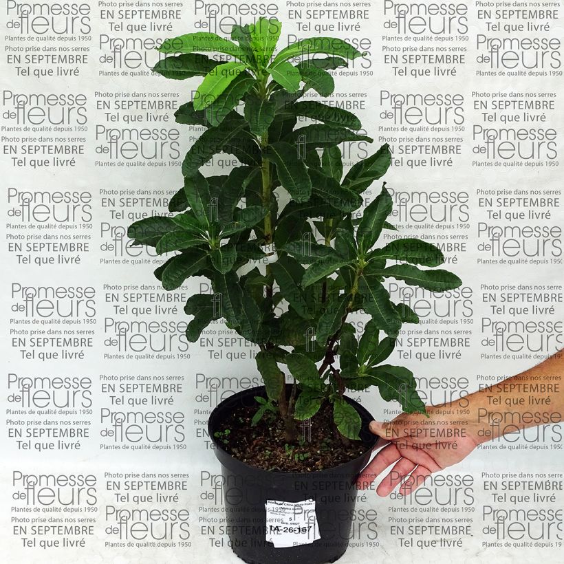 Beispiel eines Exemplars von Sommergrüne Azalee White Frills - Azalea mollis Topf mit 4L/5L wie geliefert