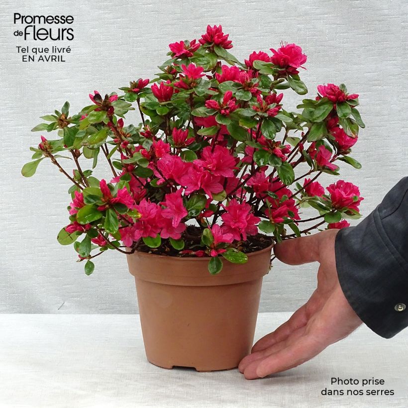 Example of Japanische Azalee Hino-Crimson - Azalea Topf mit 2L/3L as you get in printemps