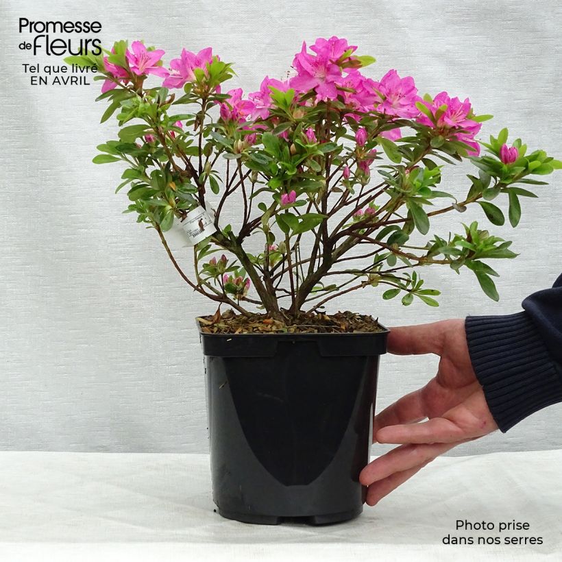 Exemplar von Japanische Azalee Komo Kulshan - Azalea kiusianum Topf mit 3L/4L wie im Frühjahr geliefert