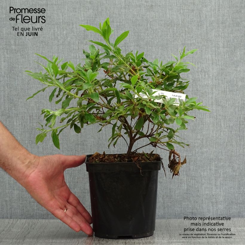 Exemplar von Azalea macrosepalum Koromo Shikibu - Japanische Azaleen Topf mit 2L/3L wie im Sommer geliefert