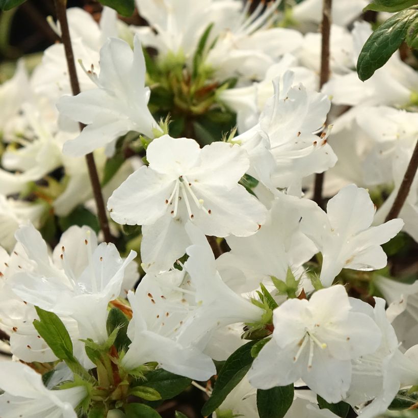 Azalea obtusum Palestrina - Japanische Azalee (Blüte)