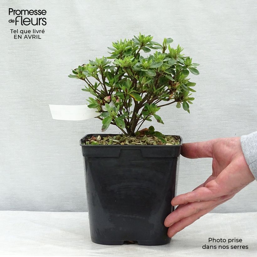 Exemplar von Japanische Azalee Peggy Ann - Azalea kaempferi Topf mit 2L/3L wie im Frühjahr geliefert