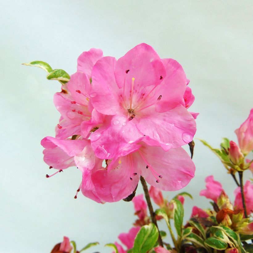 Japanische Azalee Silver Queen - Azalea (Flowering)