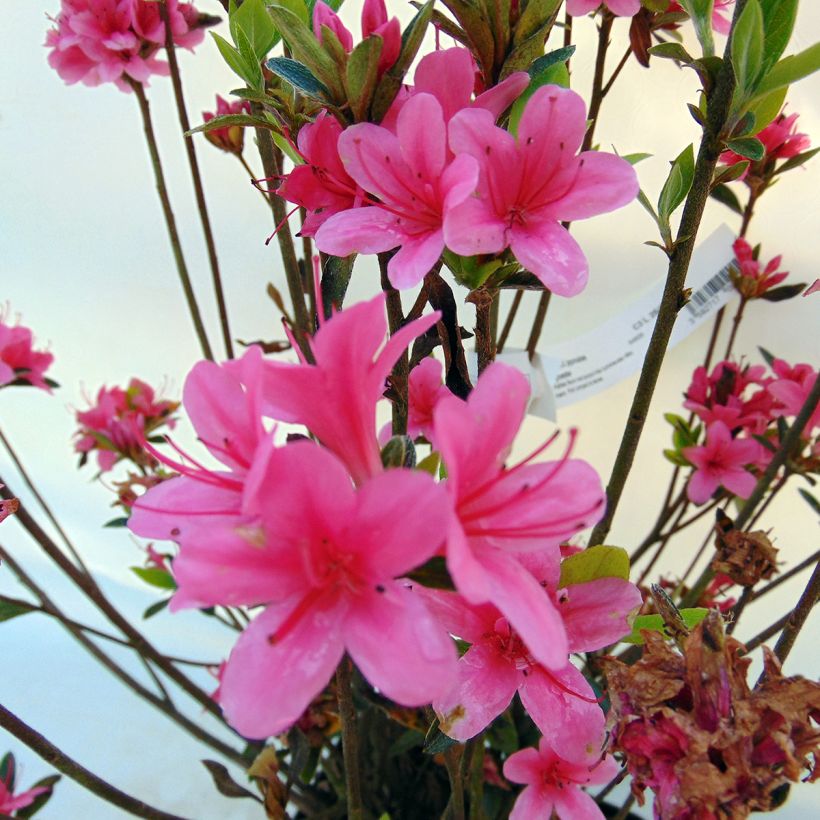 Japanische Azalee Sylvester - Azalea (Flowering)
