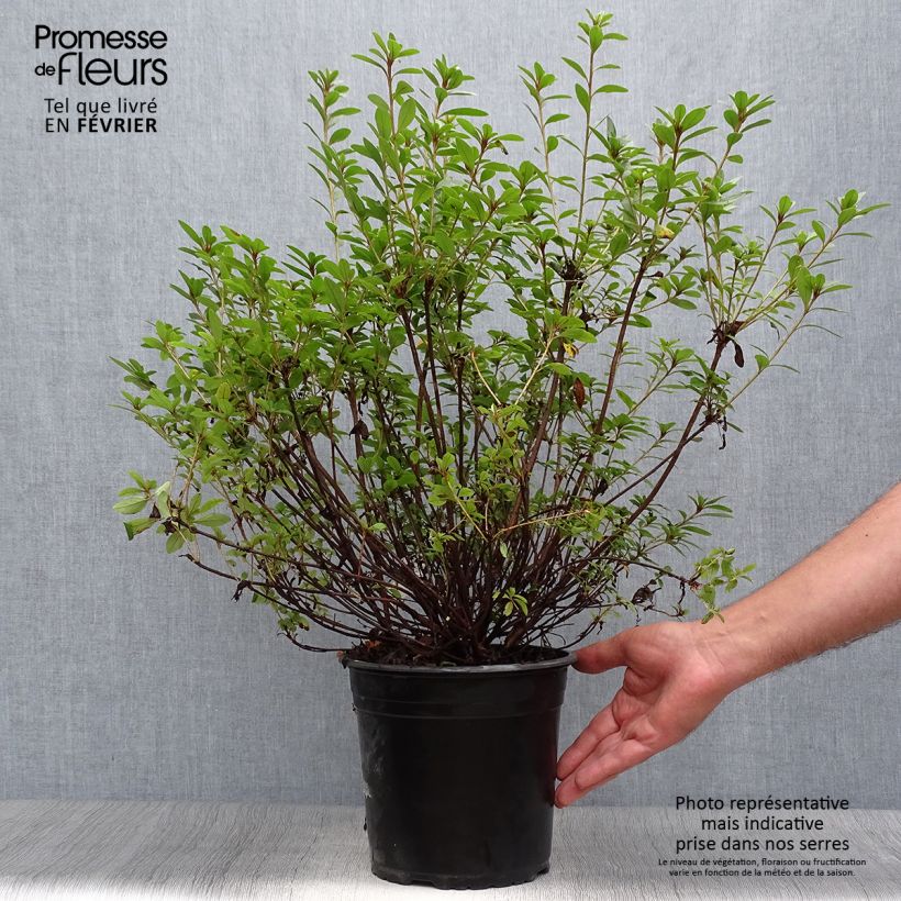 Exemplar von Japanische Azalee Sylvester - Azalea Topf mit 4L/5L wie im Herbst geliefert