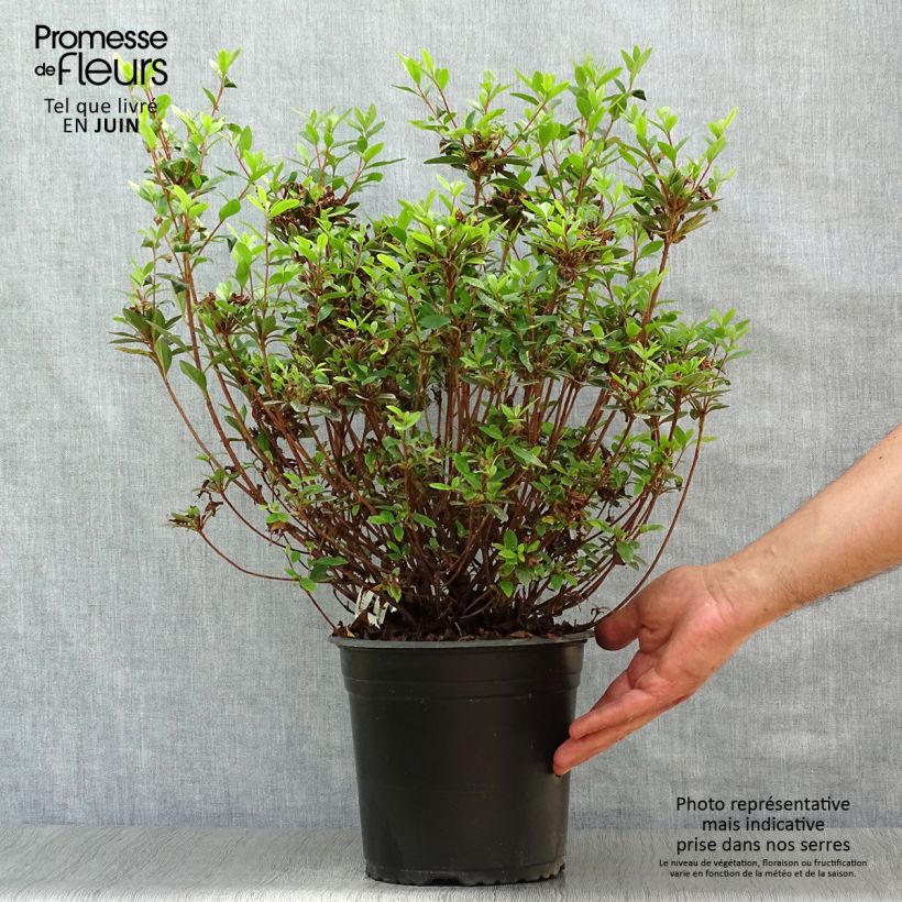 Exemplar von Japanische Azalee Sylvester - Azalea Topf mit 4L/5L wie im Sommer geliefert