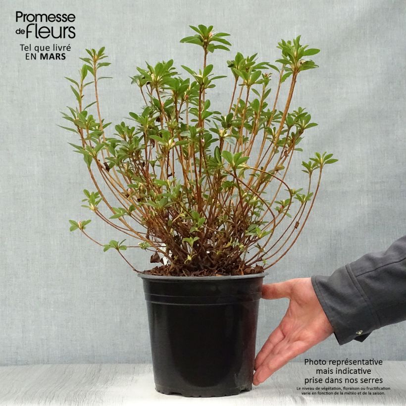 Example of Japanische Azalee Sylvester - Azalea Topf mit 4L/5L as you get in printemps