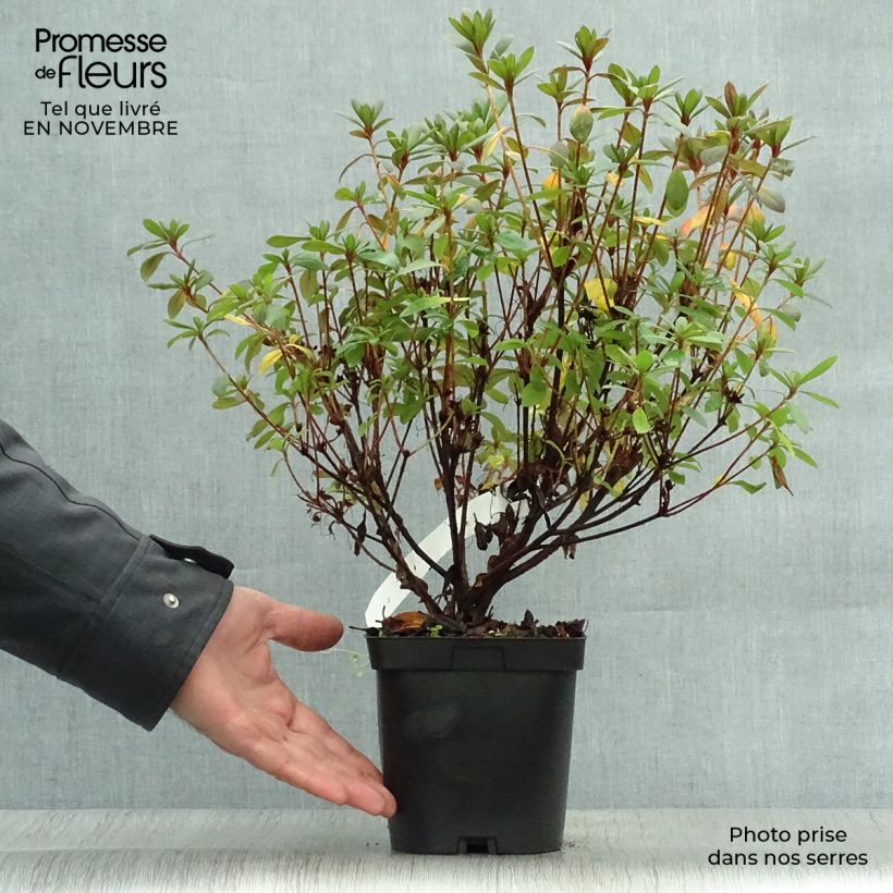 Exemplar von Japanische Azalee Vuyk's Scarlet - Azalea Topf mit 2L/3L wie im Herbst geliefert