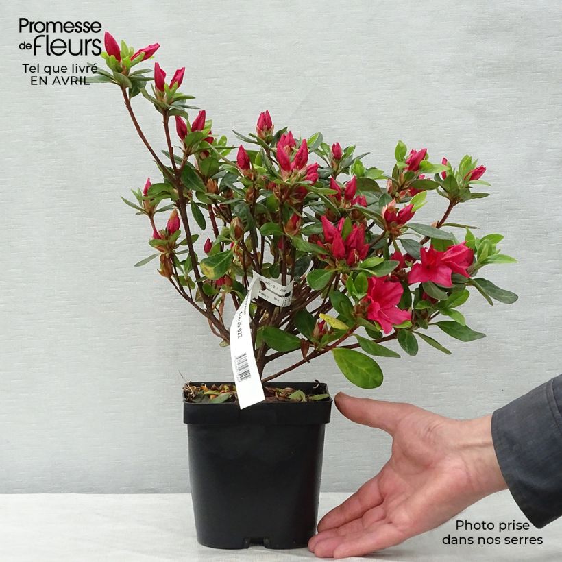 Example of Japanische Azalee Vuyk's Scarlet - Azalea Topf mit 2L/3L as you get in printemps