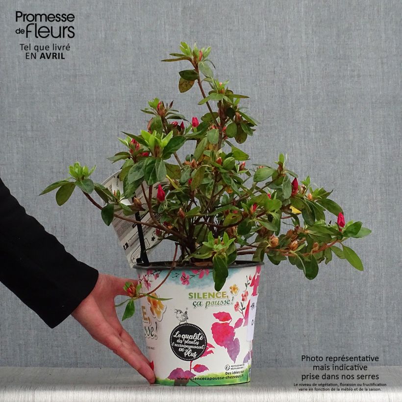 Example of Japanische Azalee Vuyk's Scarlet - Azalea Topf mit 4L/5L as you get in printemps