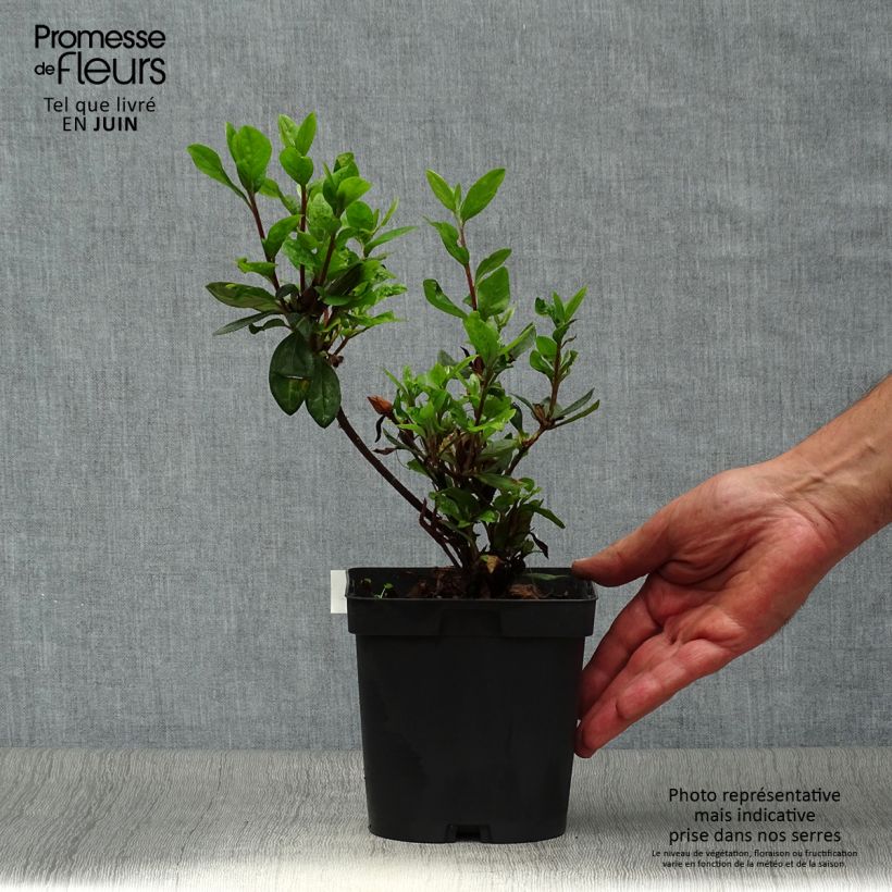 Exemplar von Japanische Azalee Vuyk's Scarlet - Azalea Topf mit 2L/3L wie im Sommer geliefert