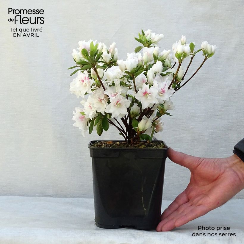 Exemplar von Japanische Azalee White Prince - Azalea Topf mit 2L/3L wie im Frühjahr geliefert