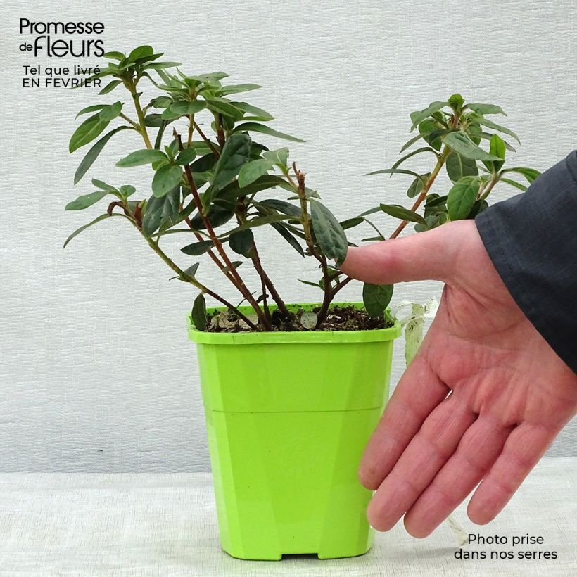 Exemplar von Japanische Azalee ENCORE Autumn Creach - Azalea Topf mit 1L/1,5L wie im Winter geliefert