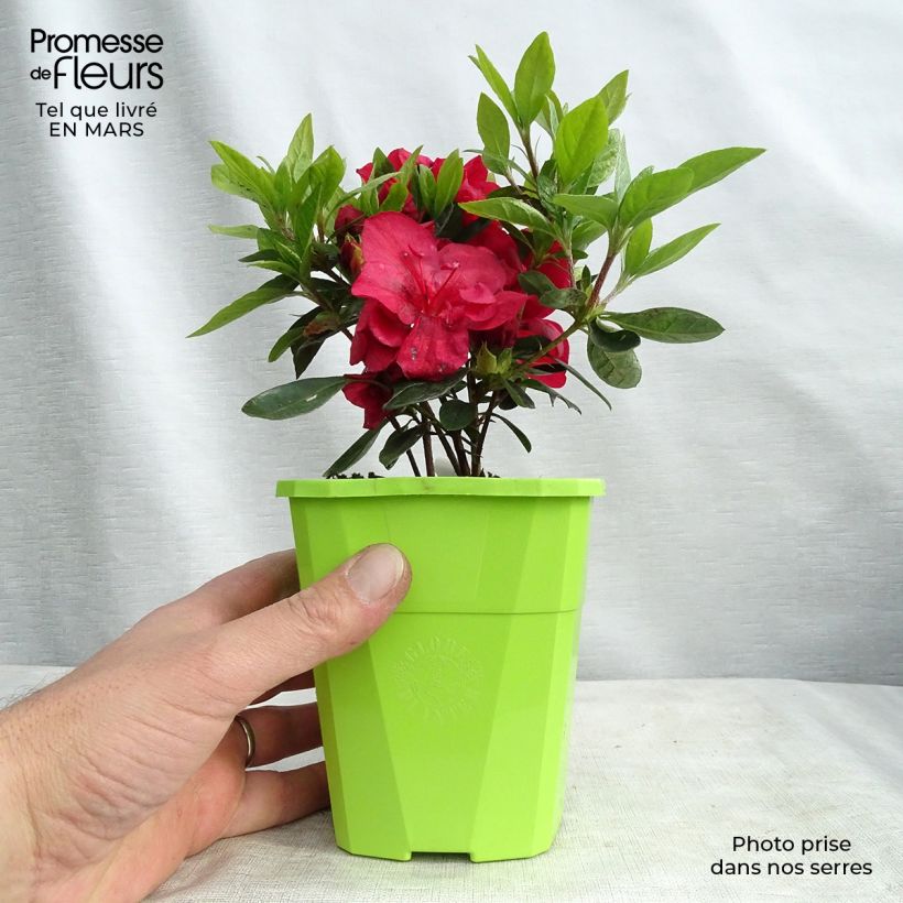 Exemplar von Japanische Azalee ENCORE Autumn Fire - Azalea Topf mit 1L/1,5L wie im Winter geliefert