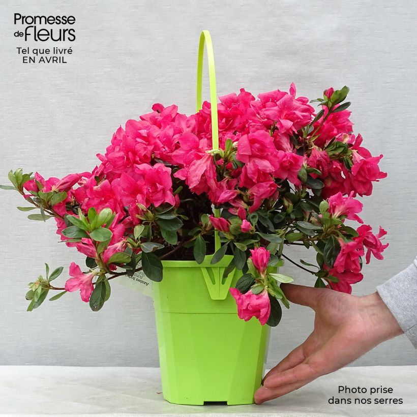 Exemplar von Japanische Azalee ENCORE Bonfire - Azalea Topf mit 3L/4L wie im Frühjahr geliefert