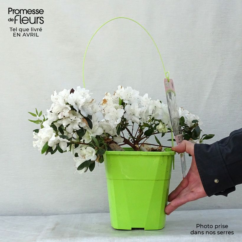 Exemplar von Japanische Azalee ENCORE Ivory - Azalea Topf mit 3L/4L wie im Frühjahr geliefert