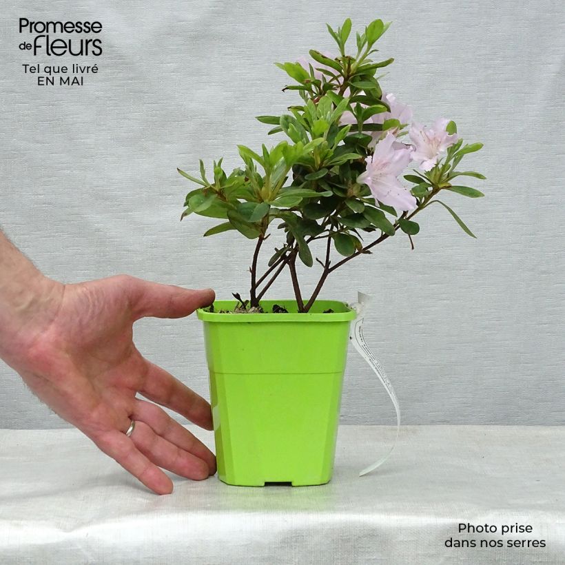 Exemplar von Japanische Azalee ENCORE Ivory - Azalea Topf mit 1L/1,5L wie im Frühjahr geliefert