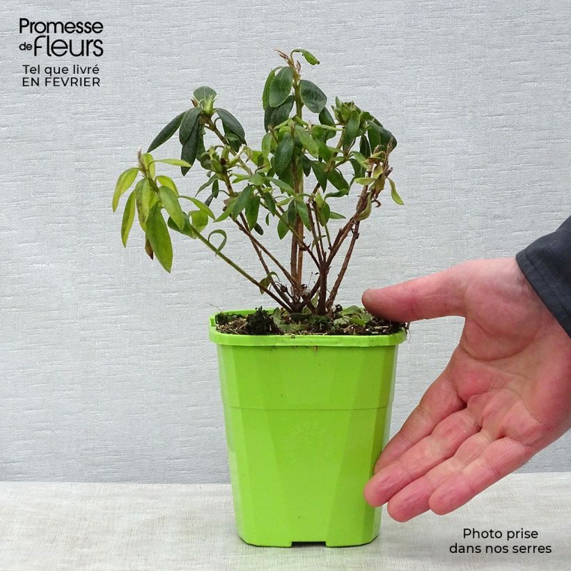 Exemplar von Japanische Azalee ENCORE Starlite - Azalea Topf mit 1L/1,5L wie im Winter geliefert