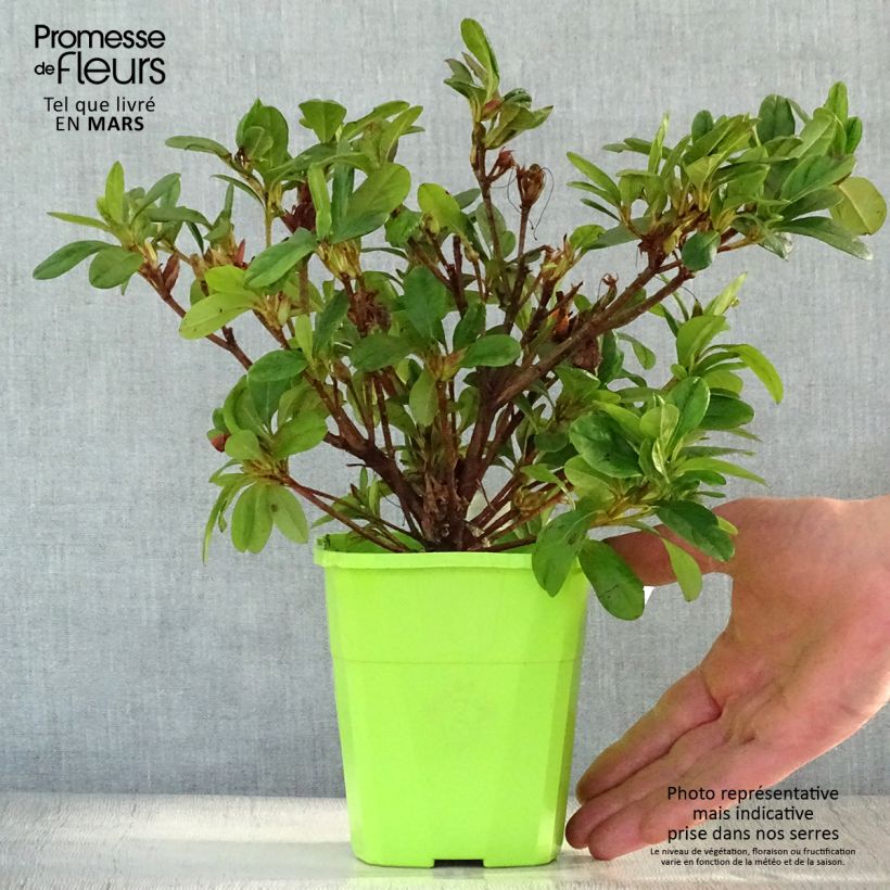 Example of Japanische Azalee ENCORE Sunburst - Azalea Topf mit 1L/1,5L as you get in printemps