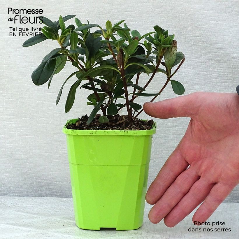 Exemplar von Japanische Azalee ENCORE Sunset - Azalea Topf mit 1L/1,5L wie im Winter geliefert