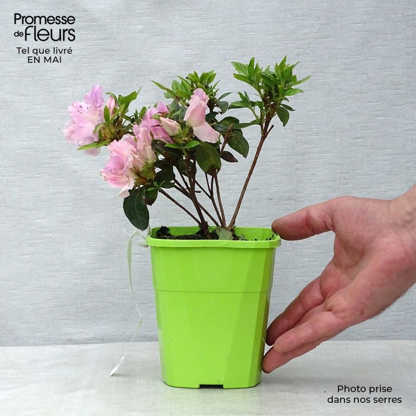 Example of Japanische Azalee ENCORE Sweetheart - Azalea Topf mit 1L/1,5L as you get in printemps
