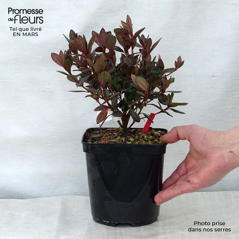 Example of Japanische Azalee Arabesk - Azalea Topf mit 1,5L/2L as you get in printemps