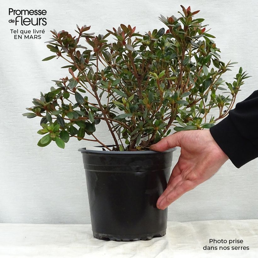Example of Japanische Azalee Arabesk - Azalea Topf mit 3L/4L as you get in printemps