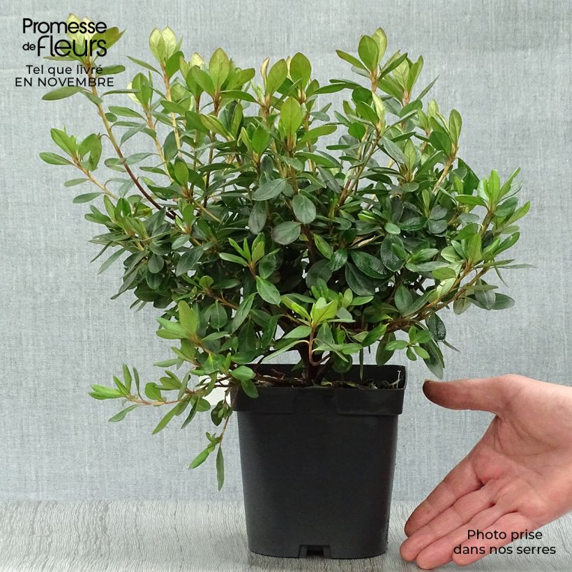 Exemplar von Japanische Azalee Gilbert Mullie - Azalea Topf mit 2L/3L wie im Herbst geliefert