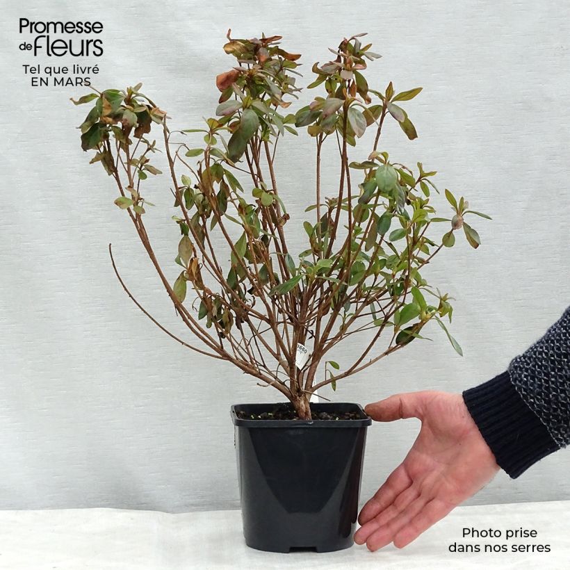Example of Japanische Azalee Gilbert Mullie - Azalea Topf mit 2L/3L as you get in printemps