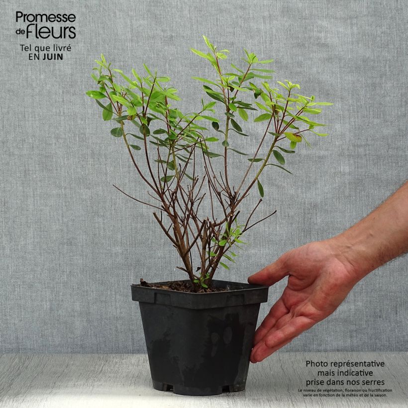 Exemplar von Japanische Azalee Gilbert Mullie - Azalea Topf mit 2L/3L wie im Sommer geliefert