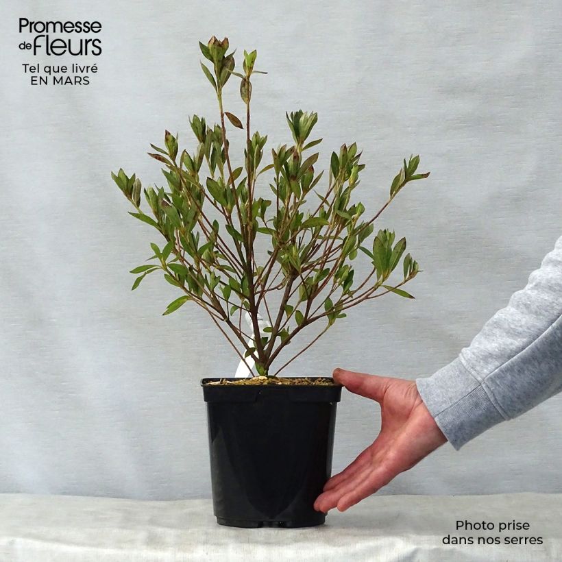 Example of Japanische Azalee Rosa King - Azalea Topf mit 2L/3L as you get in printemps