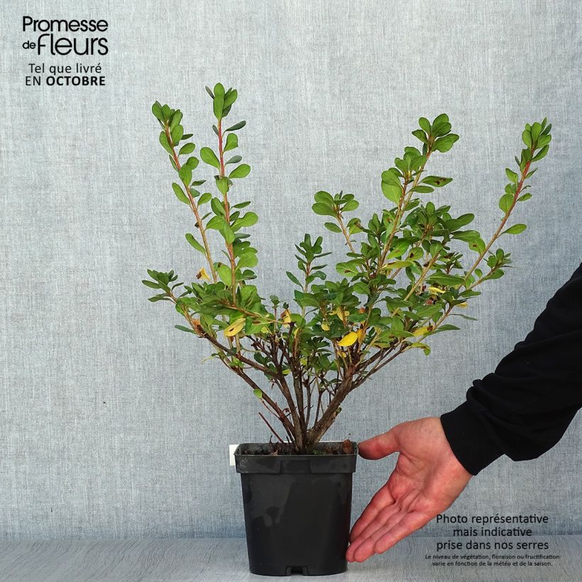 Exemplar von Japanische Azalee Rosa King - Azalea Topf mit 2L/3L wie im Herbst geliefert