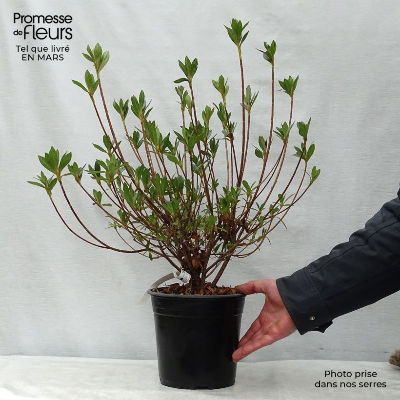 Example of Japanische Azalee Rosa King - Azalea Topf mit 4L/5L as you get in printemps