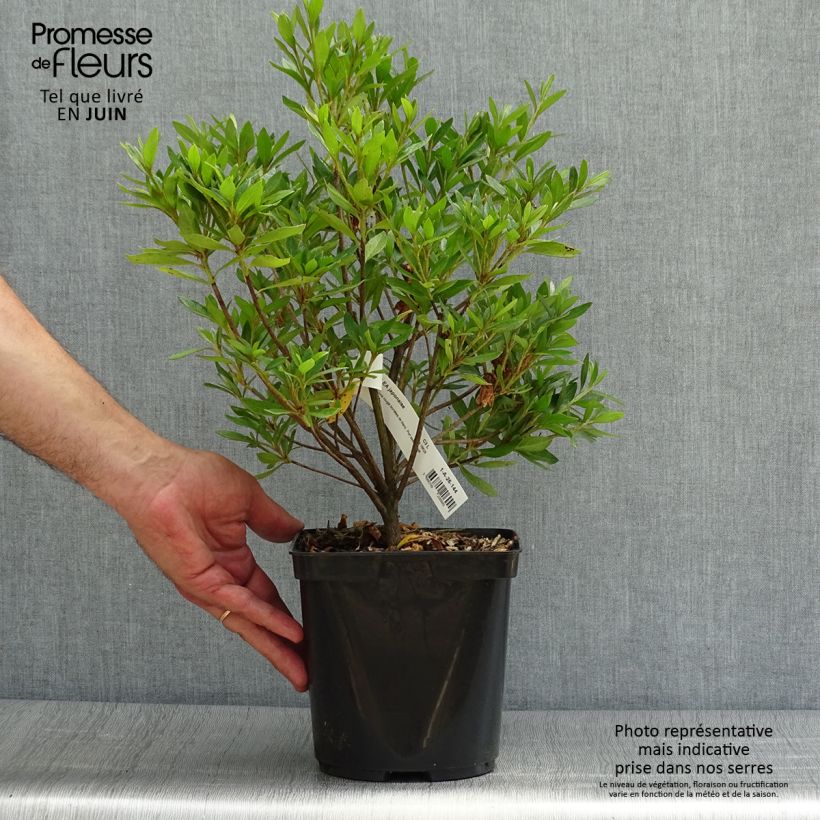 Exemplar von Japanische Azalee Melle - Azalea Topf mit 2L/3L wie im Sommer geliefert
