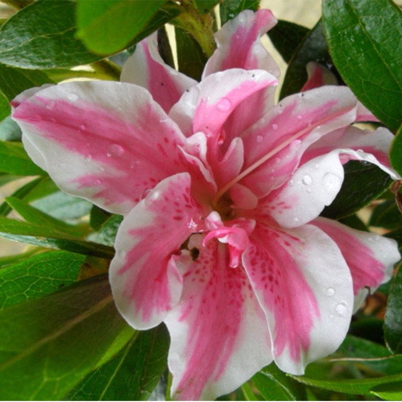 Japanische Azalee Melle - Azalea (Blüte)