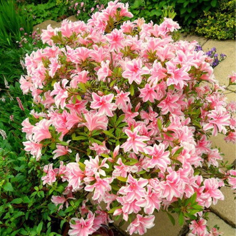 Japanische Azalee Melle - Azalea (Wuchs)