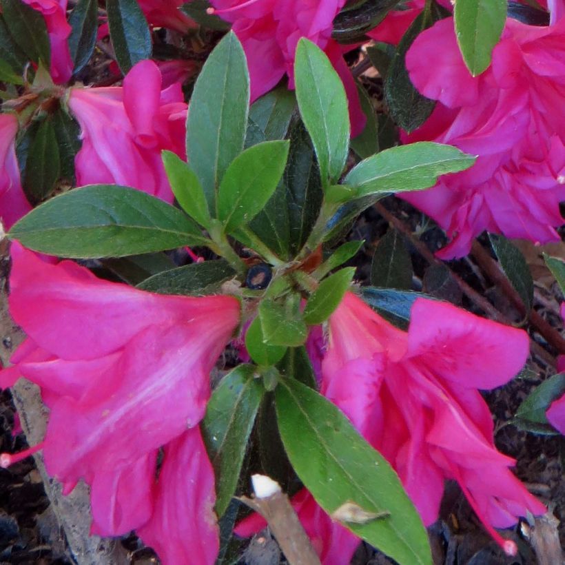 Japanische Azalee Rosa King - Azalea (Foliage)